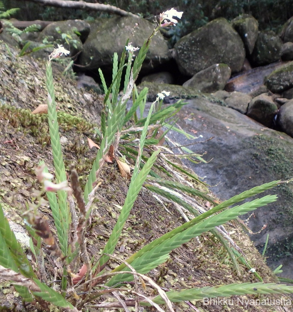 Podochilus sp.